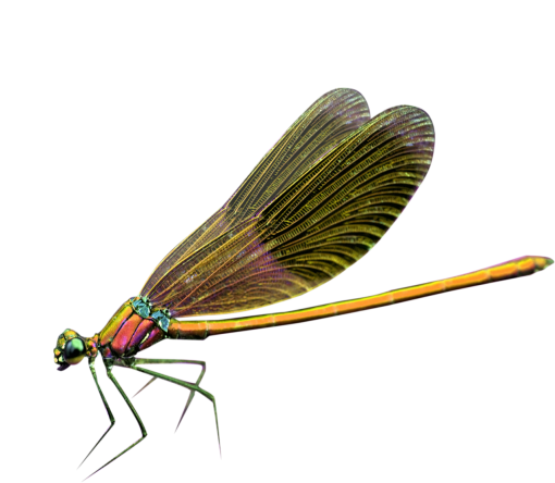 libelula Sobreposição PNG,Libélula PNG