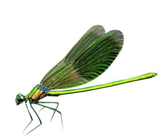 libelula Sobreposição PNG,Libélula PNG