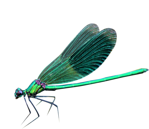 libelula Sobreposição PNG,Libélula PNG