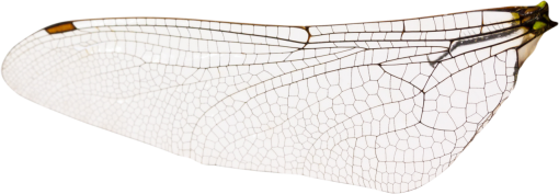 libelula Sobreposição PNG,Libélula PNG