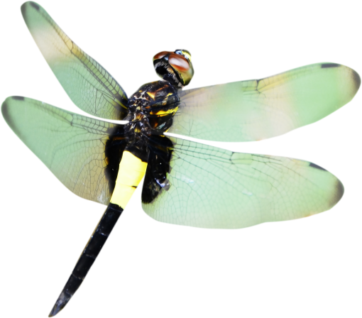 dragon  Dragonfly Clipart Overlay PNG