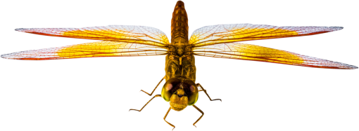 dragon  Dragonfly Clipart Overlay PNG