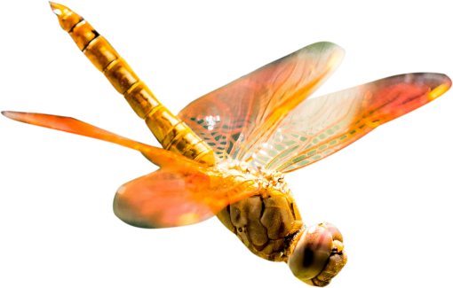 dragon  Dragonfly Clipart Overlay PNG