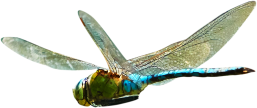 dragon  Dragonfly Clipart Overlay PNG