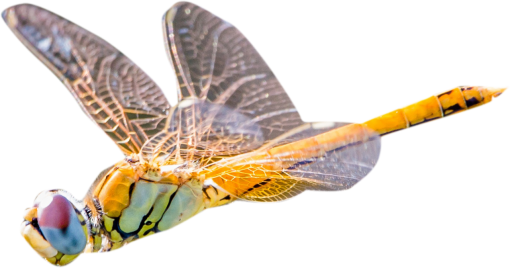 dragon  Dragonfly Clipart Overlay PNG