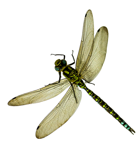 dragon  Dragonfly Clipart Overlay PNG
