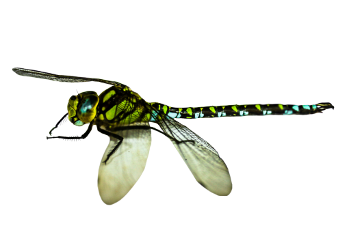 dragon  Dragonfly Clipart Overlay PNG