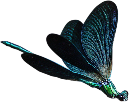 dragon  Dragonfly Clipart Overlay PNG