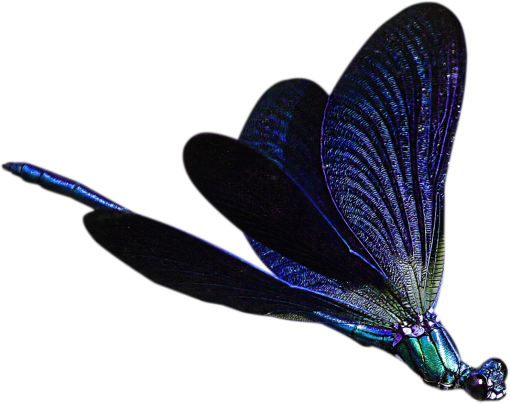 dragon  Dragonfly Clipart Overlay PNG