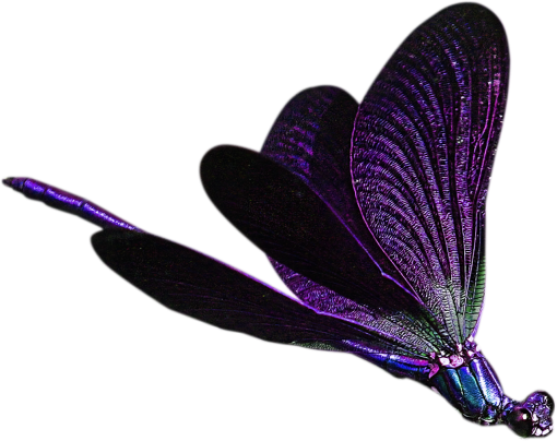 dragon  Dragonfly Clipart Overlay PNG