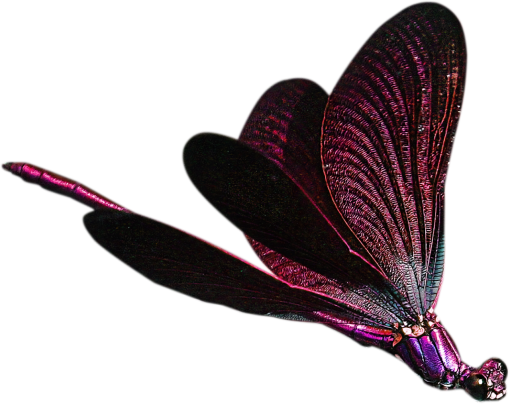 dragon  Dragonfly Clipart Overlay PNG