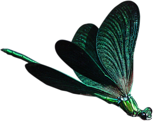 dragon  Dragonfly Clipart Overlay PNG