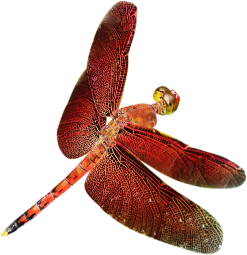 dragon  Dragonfly Clipart Overlay PNG
