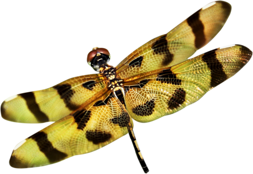 dragon  Dragonfly Clipart Overlay PNG