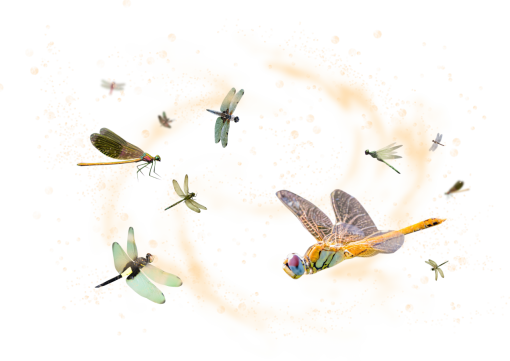 dragon  Dragonfly Clipart Overlay PNG