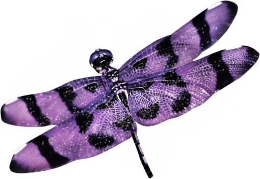 dragon  Dragonfly Clipart Overlay PNG