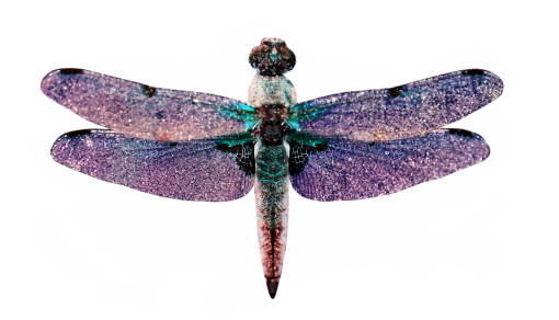 dragon  Dragonfly Clipart Overlay PNG