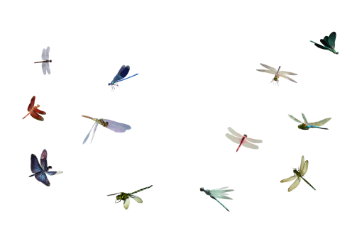 dragon  Dragonfly Clipart Overlay PNG