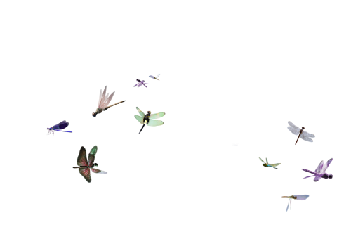 dragon  Dragonfly Clipart Overlay PNG