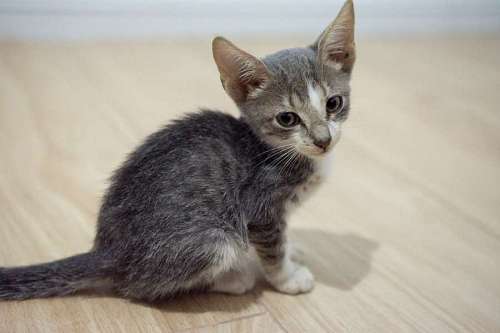 Small gray kitten at home
