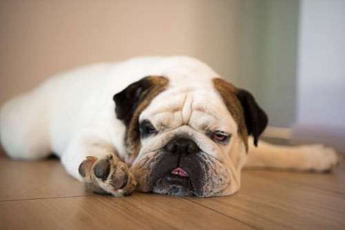 English Bulldog Mascot lying on the floor