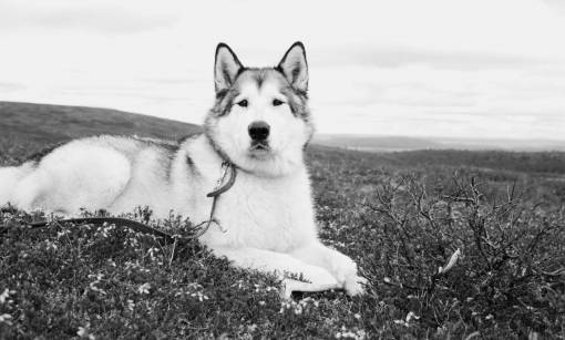 wolf alaskan  malamute  wolf  dog  fjeld  lapland
