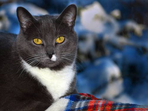 felino animal cara de cerca gato felino ojos mascota