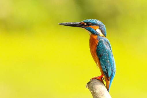 aves animales aves hermosas hermosas plumas pico perca