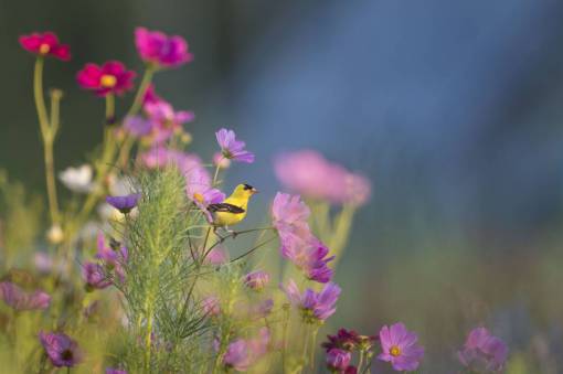 stalks animals  birds  beautiful  gorgeous  perched  plants  flowers