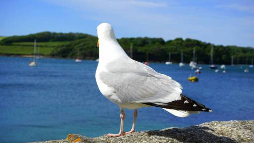 lush animals  birds  seagulls  perched  stand  back  watch