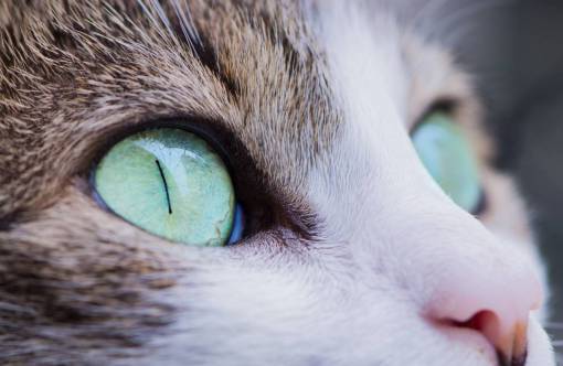 animals  cats  domesticated  pets  whiskers  gray  white