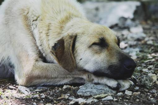muzzle animals  dogs  domesticated  pets  adorable  cute  muzzle