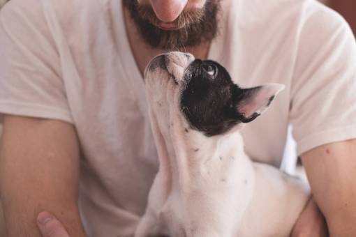 owner animals  dogs  domesticated  pets  eyes  muzzle  adorable