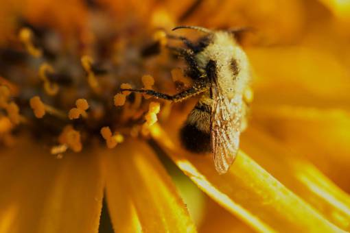 abeja flor polen naturaleza aire libre alas jardín