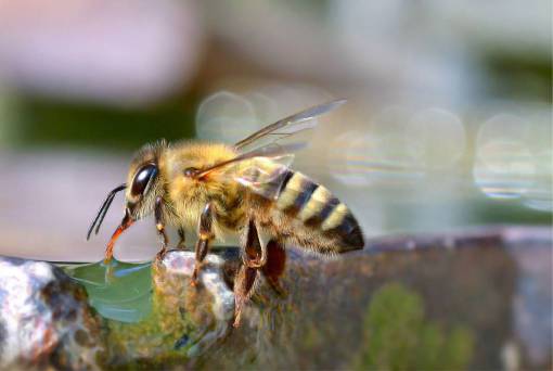 alas abeja insecto cerrar macro alas néctar miel