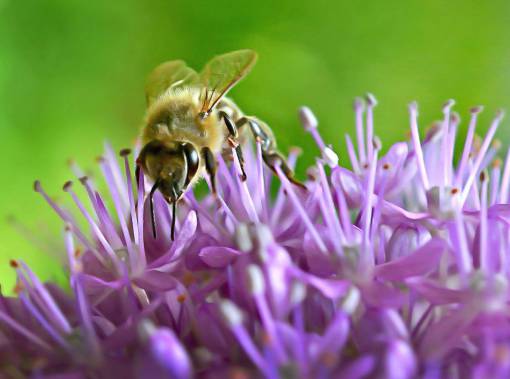 abeja insecto macro flor néctar miel colmena