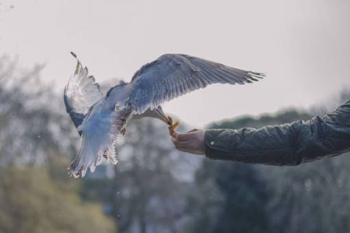 bird  beak  feather  animal  fly  man  hands