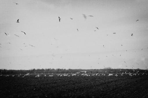 birds pájaros volando campos campo rural en blanco y negro