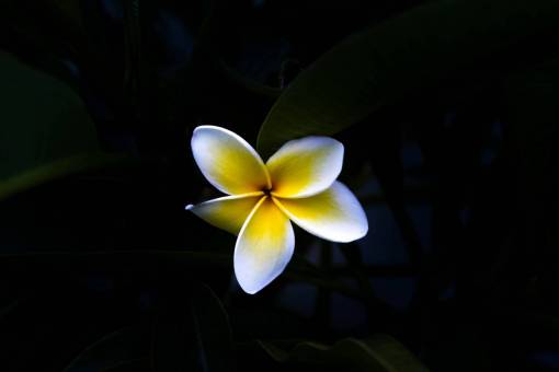 blanco y negro flor negra oscura pétalo amarillo blanco