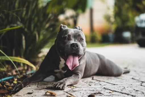 tongue black  dog  animal  pet  tongue  green  plant
