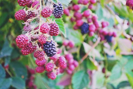 berries blackberries  berries  fruits  tree  leaves  nature  outdoors
