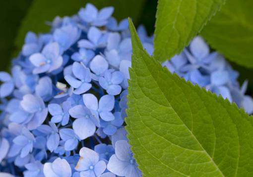 floreciente pétalos de flores azules de cerca belleza floral fresca