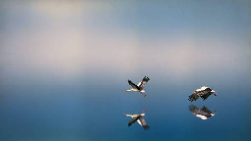aves cielo azul aves animal volador naturaleza