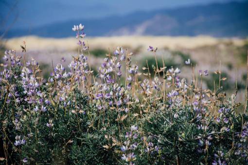 vast bokeh  flowers  mountain  grass  plants  blur  sky