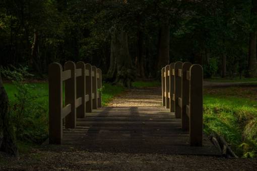 messy Bridge  park  autum  wood  grass  nature  outdoors