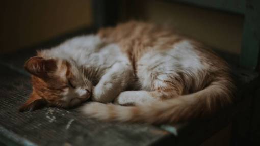 gatito gato marrón dormido cama de madera rizada blanca