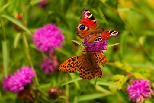 butterfly butterflies  spring  flowers  summer  nature  outdoors  flying