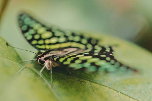 pollo Macro de insectos polilla mariposa cerrar polen de néctar