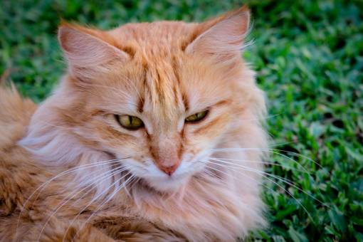 cat  animal  kitten  cute  eyes  whiskers  green