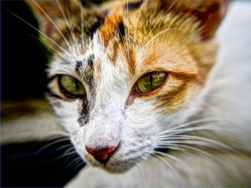 bigotes gato bigotes ojos de animal